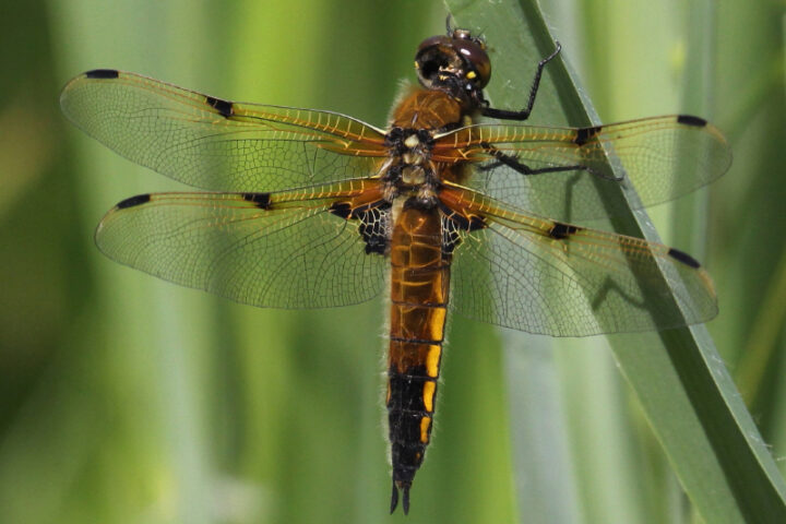 Dragonfly and damselfly spotting in the National Park