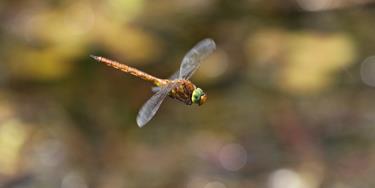 Blue-tailed damselfly beside freshwater dykes at Castle Marshes