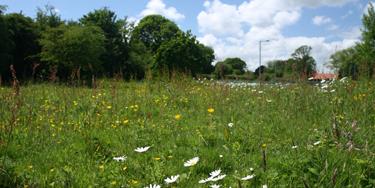 Wildflower grassland at Gunton Meadow Suffolk