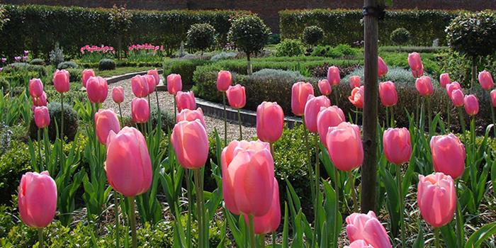 Pink tulips at Hovetn Hall Gardens