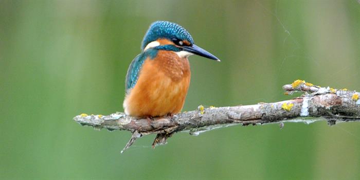 Kingfisher perched on branch above water Norfolk Broads