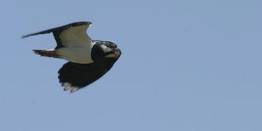 Birdwatching at SWT Gunton Warren