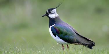 Lapwing and Redshank on the marshes at Castle Marshes