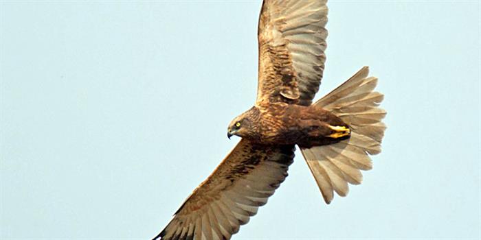 Marsh harrier in flight Upton Broad reserve