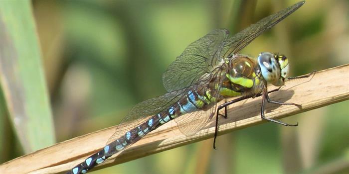 Migrant hawker dragonfly Thorpe Marshes reserve