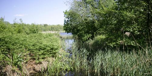 Alderfen Broad nature reserve Norfolk Broads landscape