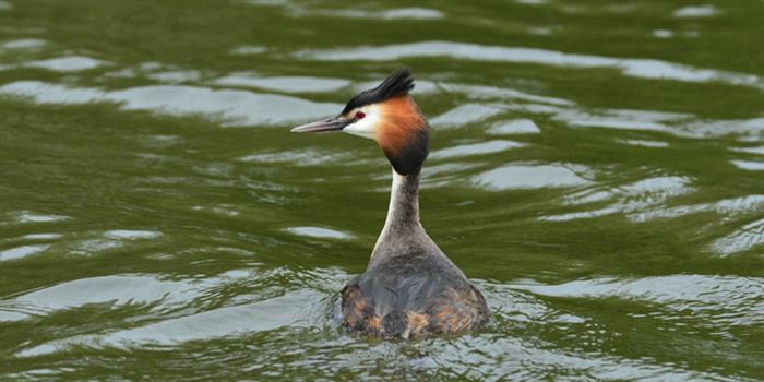 Great Crested Grebe © Elizabeth Dack
