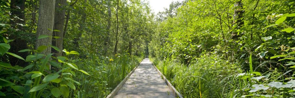 Reed beds and fenland habitat Barton Broad reserve Walking trail to boardwalk Barton Broad Norfolk