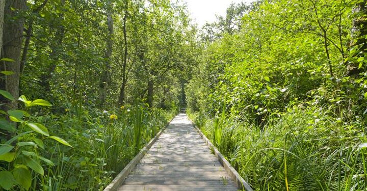 Reed beds and fenland habitat Barton Broad reserve Walking trail to boardwalk Barton Broad Norfolk