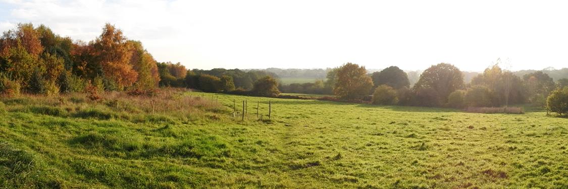 NWT Pigneys Wood