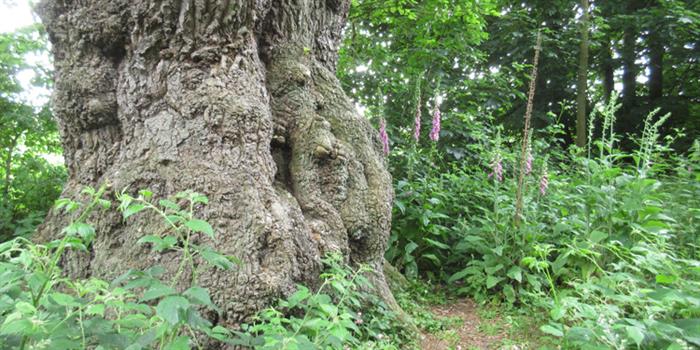 Woodland wildlife trail Pigneys Wood Norfolk