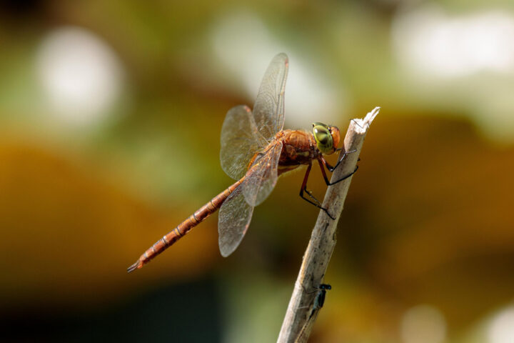 Top species of the Broads rivers