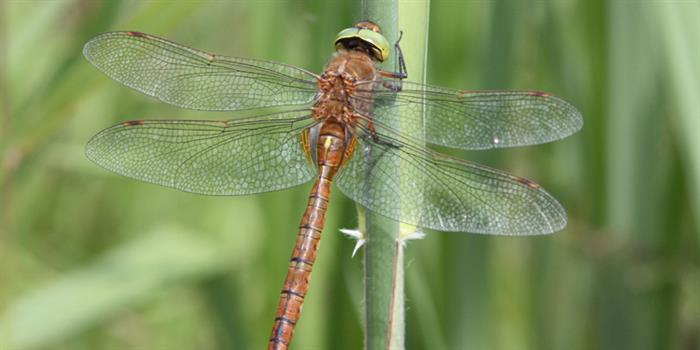 Close up of Norfolk hawker dragonfly resting on reed