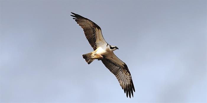 Osprey flying over Norfolk Broads nature reserve