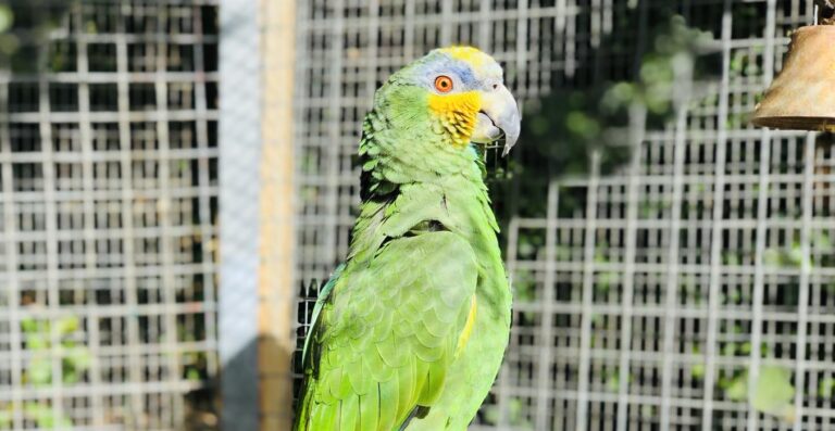 Pettitts Animal Adventure Park image 3