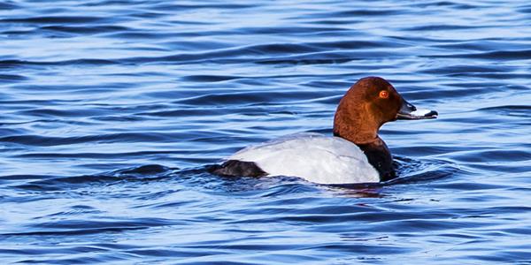 NWT Martham Broad