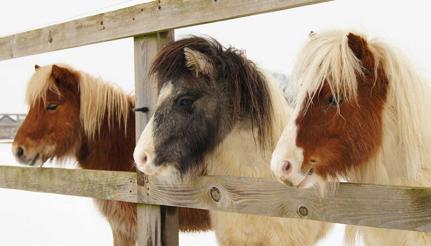 Redwings Horse Sanctuary Aylsham Visitor Centre