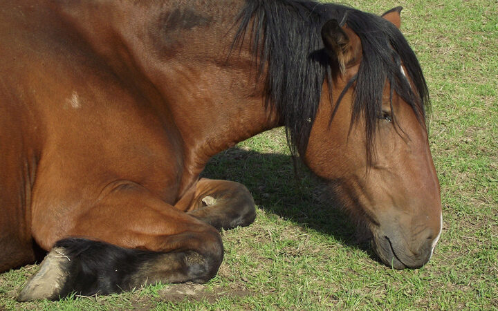 Horsing around in the Broads