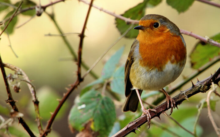 Nature watching in January
