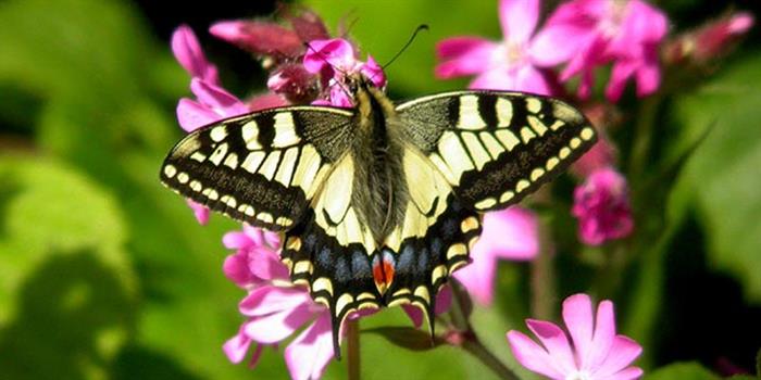 Swallowtail butterfly Hickling Broad nature reserve