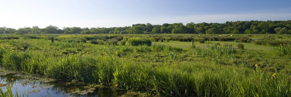 NWT Thorpe Marshes
