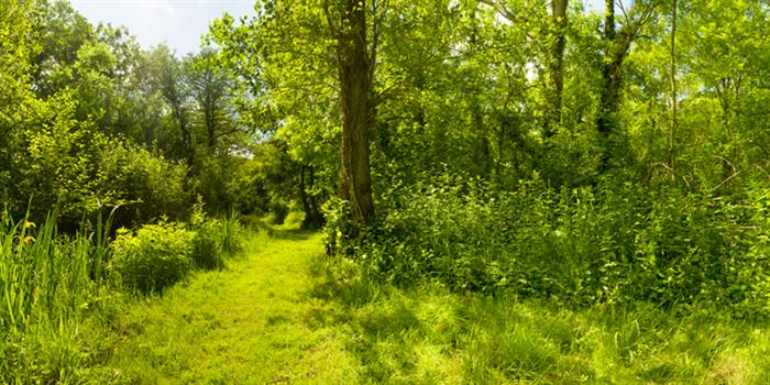 NWT Upton Broad and Marshes