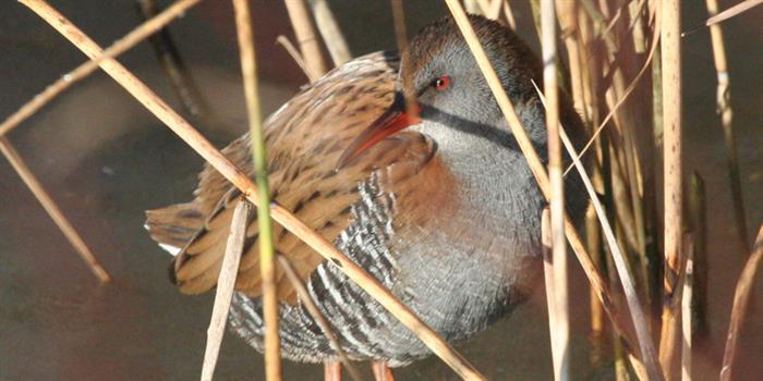 Water Rail Thorpe Marshes Norfolk