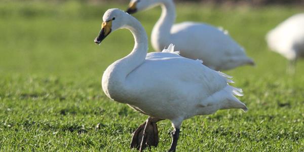 Whooper swan at NWT Martham Broad