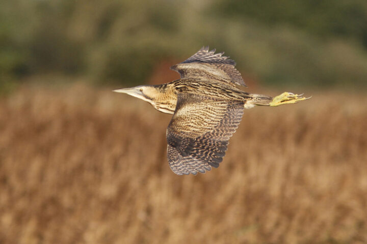 Discover National Parks Fortnight in the Broads