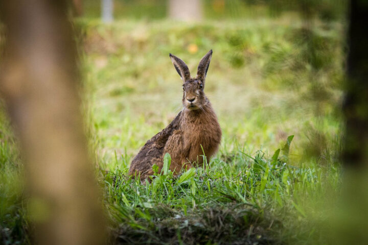 Hare-raising truths about the mad March hare