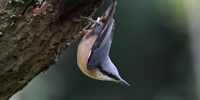 Nuthatch bird on tree trunk Pigneys Wood
