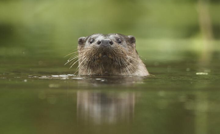 The wonder of Broads’ wildlife in spring