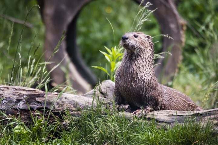 Otter and kingfisher spotting in the National Park