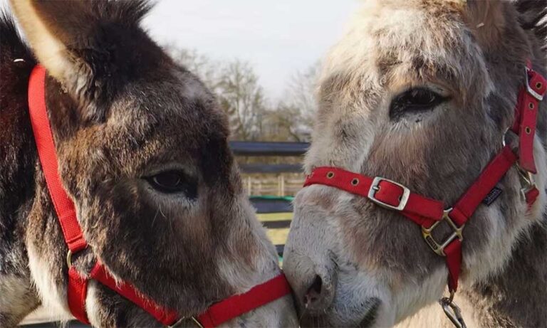 Donkeys at Redwings horse sanctuary