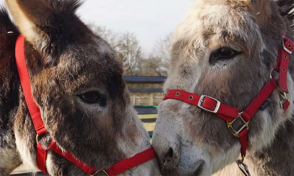 Donkeys at Redwings horse sanctuary