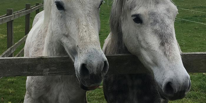 Redwings Horse Sanctuary Visitor Centre Caldecott