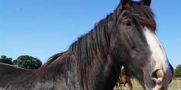 Redwings Horse Sanctuary Visitor Centre Caldecott image 3