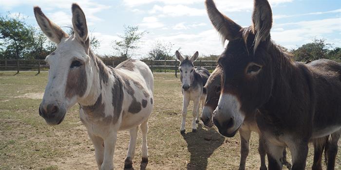 Redwings Horse Sanctuary Visitor Centre Caldecott