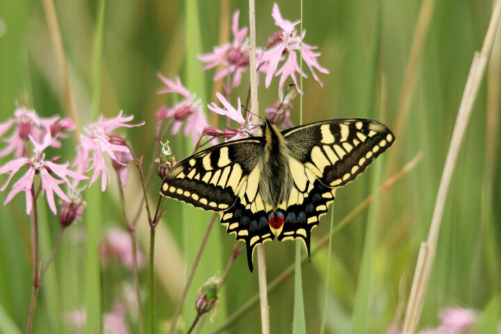 Where to spot Swallowtail butterflies