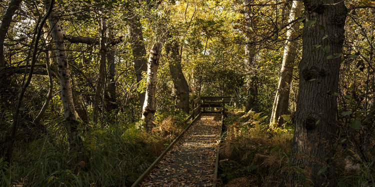 Broads Nature Reserve by Tom Barrett