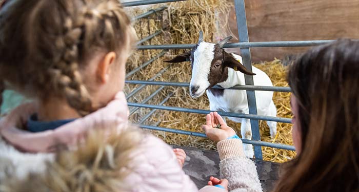 Farms, zoos and theme parks in the Broads