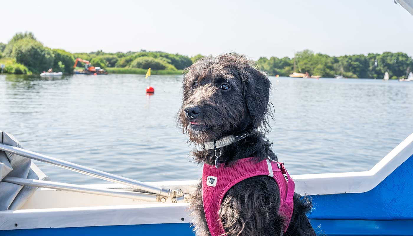 A dog wearing a pink harness on a boat in the Broads National Park