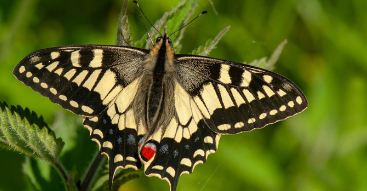 Swallowtail butterfly with wings wide open