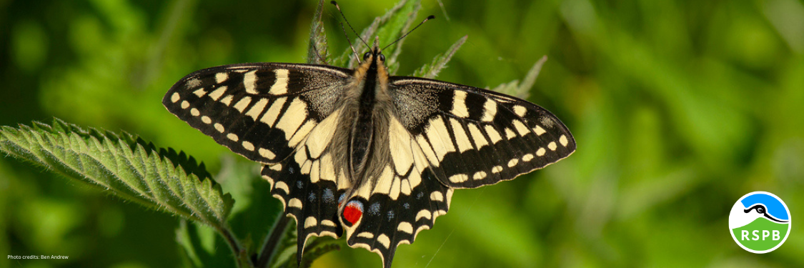 Swallowtail butterfly with wings wide open