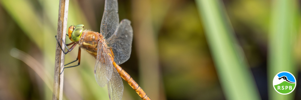 Sutton Fen Nature walk