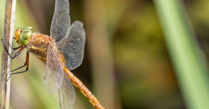 Sutton Fen Nature walk