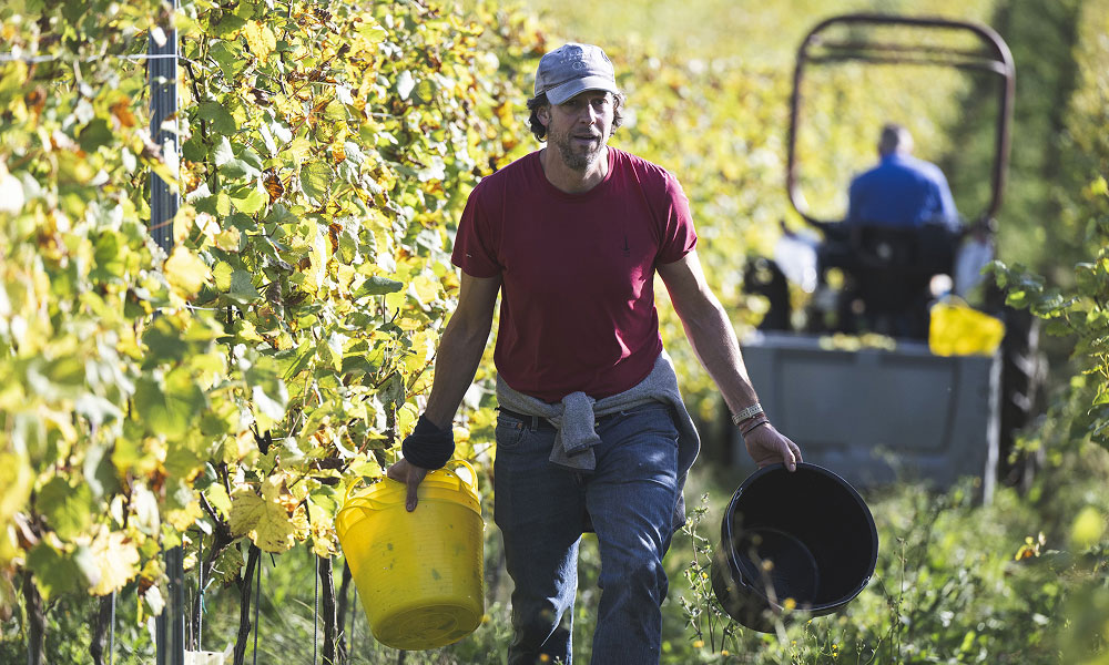 Harvesting the grapes at Flint Vineyard