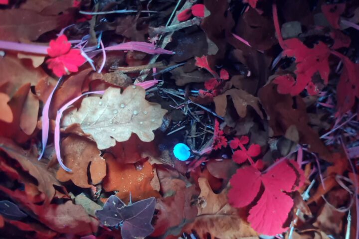 Biofluorescence Walk at Salhouse Broad