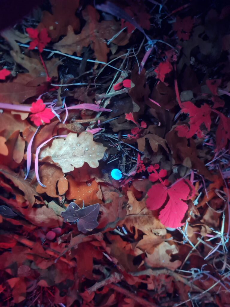 Biofluorescence Walk at Salhouse Broad