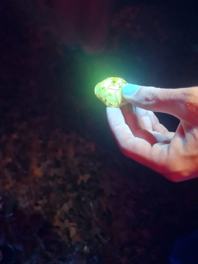 Biofluorescence Walk at Salhouse Broad